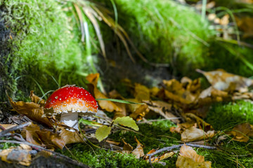 red death-cup mushroom