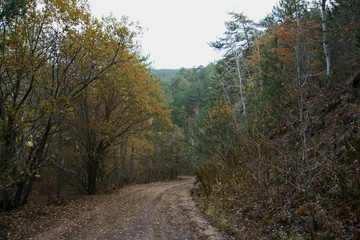 Empty forest road in autumn season