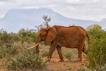 African Male Elephant