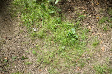 Waldboden mit Platz für Text/Typo