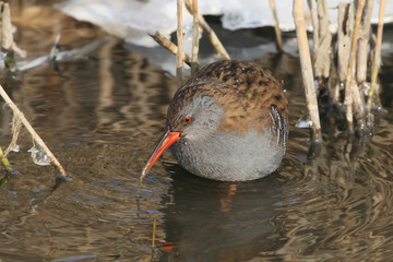 Water rail close up portrait