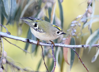 Close up photo of goldcrest (Regulus regulus) in natural habitat