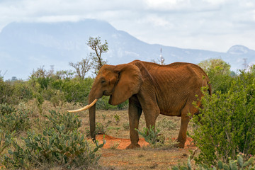 Fototapeta na wymiar African Male Elephant