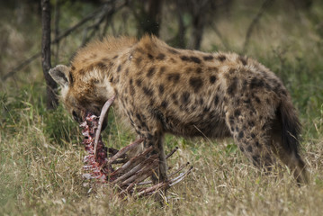 Hyena South Africa