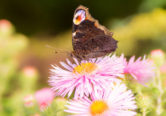 Peacock butterfly on a pink aster flower