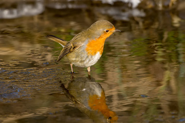 European Robin stands in a frozen creek and looks for food looking at his own reflection in the water. Close up view