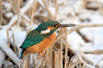 Close-up winter portrait of an common  kingfisher with a frozen beak