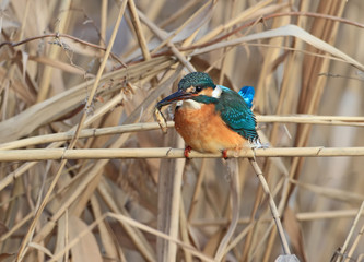 Close-up of a winter portrait of a common kingfisher with a fish  in beak