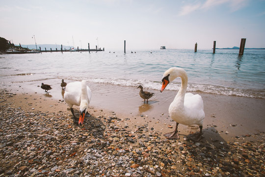 a group of white swans and ducks on the beach in Italy.