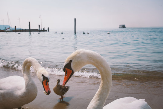 a group of white swans and ducks on the beach in Italy.
