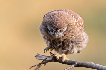 Close-up portrait of a slumbering juvenile  little owl  on a blurry beige background