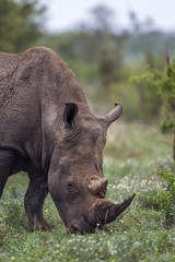 Obraz premium Southern white rhinoceros in Kruger National park, South Africa