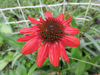 Cheyenne Spirit Bloom