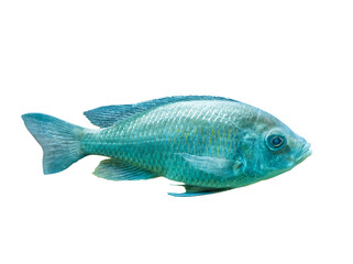 The coral reef fish on white background, isolated