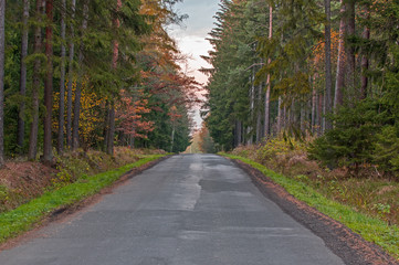 Fototapeta na wymiar Asfaltowa droga przez las.