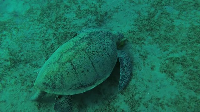 Leucism - Big male Green Sea Turtle (Chelonia mydas) with Remora fish (Echeneis naucrates) and Golden Trevally (Gnathanodon speciosus) eats the sea grass on a sandy bottom, Red sea, Egypt
