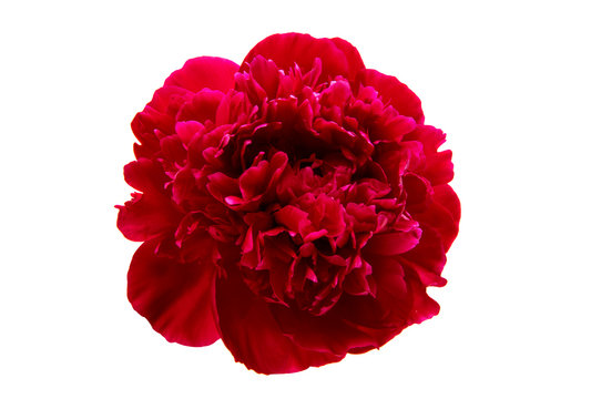Fototapeta peony flower isolated
