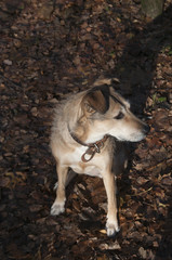 Obraz premium Dog in a park