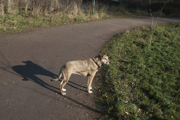 Dog in a park