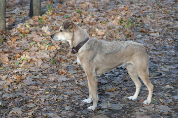 Dog in a park