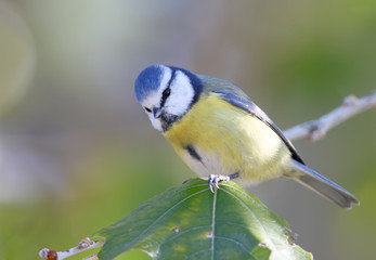 Very close up portrait of blue tit in a shadow