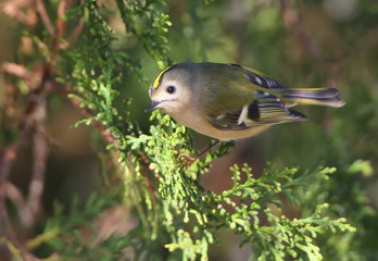 Close up photo of a goldcrest sits on the branch in a shadow