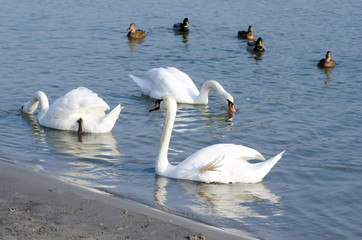 Flock of beautiful white mute swans swim in the blue water surrounded by ducks selective focus