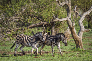 Plains zebra in Kruger National park, South Africa