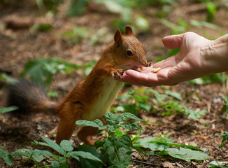 Feeding squirrel with walnut out of hand