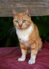 Red cat with blue eyes is sitting on the wooden bench