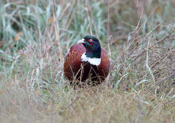 A male pheasant with a thin blade of grass in his beak looks into the camera. Shooted in cloudy weather