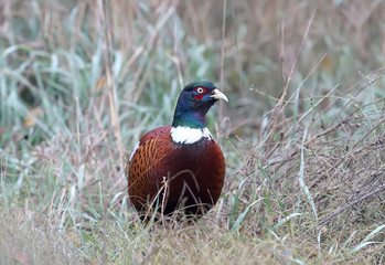 A male pheasant with a thin blade of grass in his beak looks into the camera. Shooted in cloudy weather
