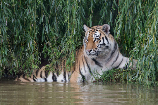 Siberian Tiger (Panthera tigris altaica)/Amur Tiger cooling off in thick green foliage at the edge of a river