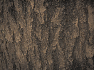 Grunge,vintage wooden bark texture background