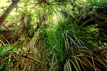 Scenic view of jungle with palms