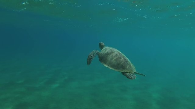 Female Green Sea Turtle (Chelonia mydas) floats to surface of water, breathes and dives to the bottom, Red sea, Marsa Alam, Abu Dabab, Egypt
