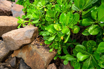 Coastal line with mangrove shrubs