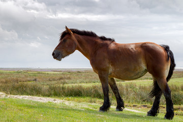 Pferd auf der Weide auf der ostfriesischen Nordseeinsel Juist in Deutschland, Europa.