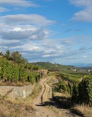 Vineyard road