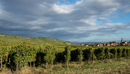 Fototapeta na wymiar vineyard overview