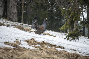 The western capercaillie