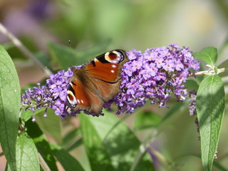 Tagpfauenauge "Aglais io" sitzt auf lilafarbenen Budleia(Schmetterlingsstrauch) in der Sonne