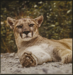 a cougar relaxing on the edge of the forest