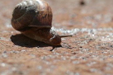 snail