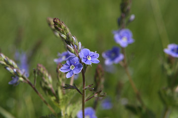 blue flowers