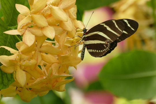 Zebrafalter "Heliconius charithonia" sitzt auf einer gelben Bl&uuml;tendolde