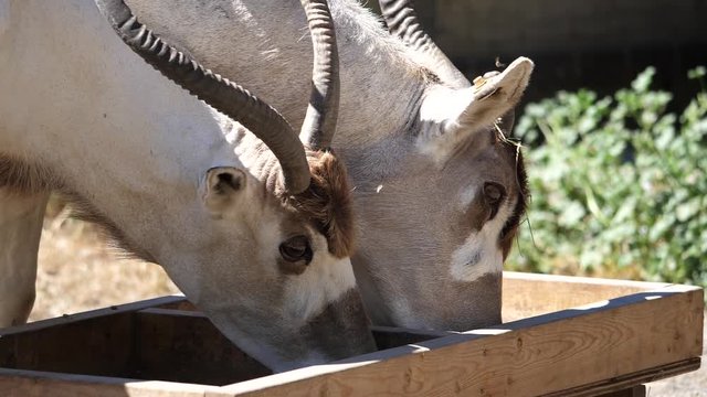 Slow motion of scimitar horned oryx eating food inside a farm