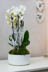 Beautiful floral decorations