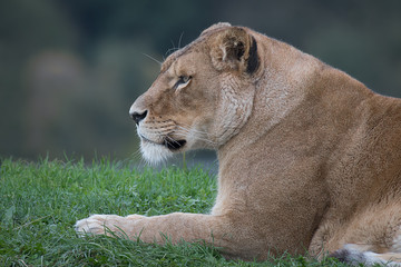 A close up half length portrait in profile of a lioness lying on grass staring to the left in an alert inquisitive way