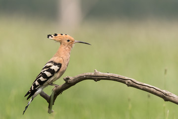 Hoopoe